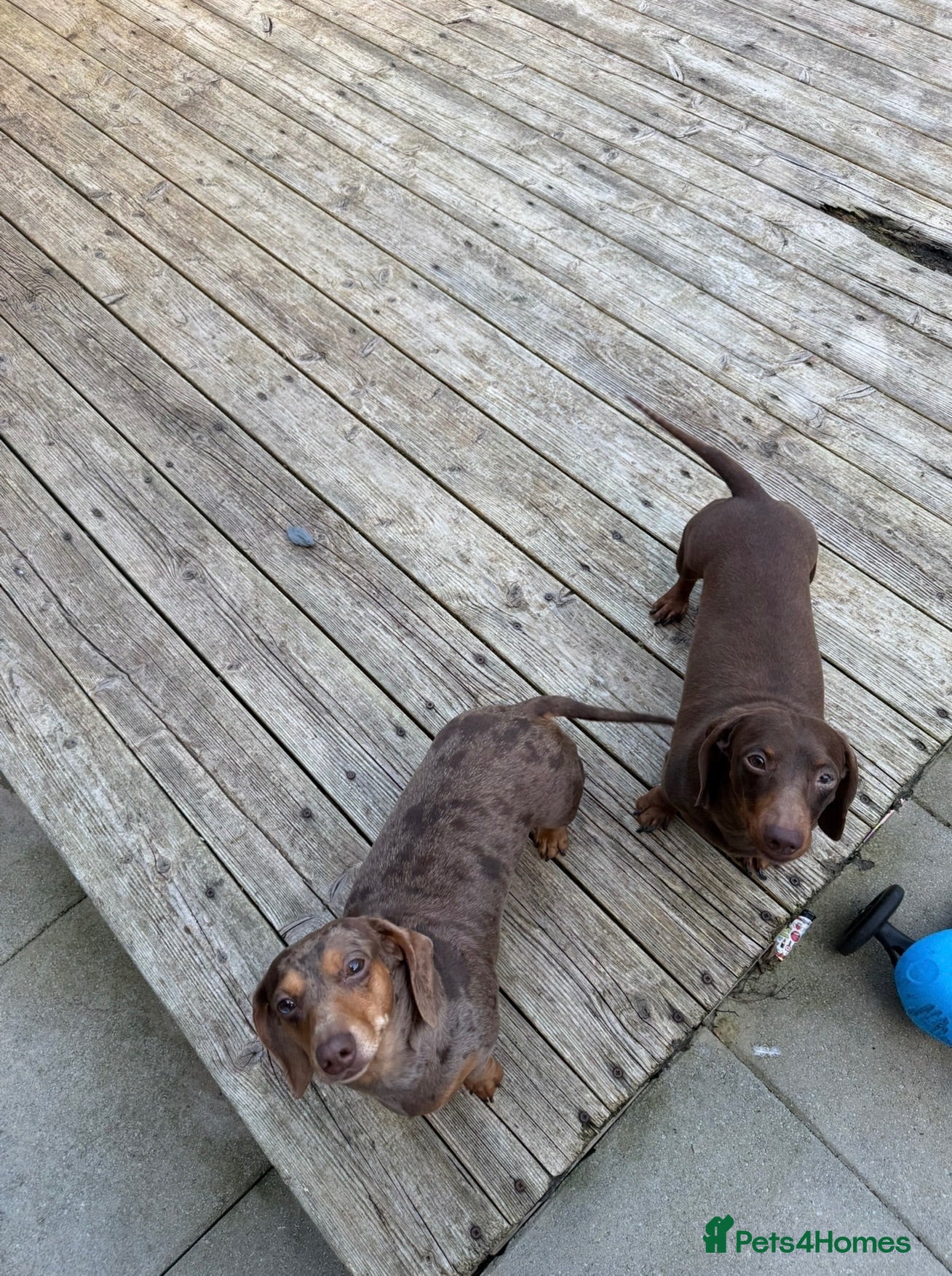 Miniature Dachshund dogs Male & female dachshund  - Advert 8
