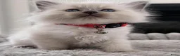 Ragdoll cats for sale: Fluff, Fun & Forever Cuddles — Ragdoll Kittens in Manchester - Advert 4