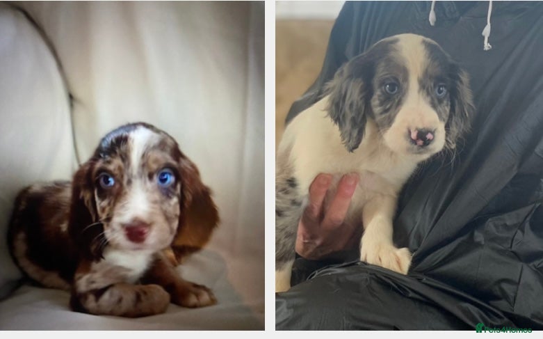 Cocker Spaniel dogs Beautiful letter of working Cocker spaniel’s - Advert 2