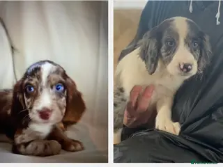 Cocker Spaniel dogs Beautiful letter of working Cocker spaniel’s - Advert 2