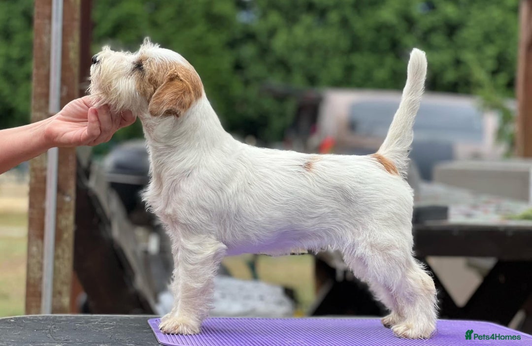 Jack Russell dogs for sale: Show quality Jack Russell Terrier - Advert 4