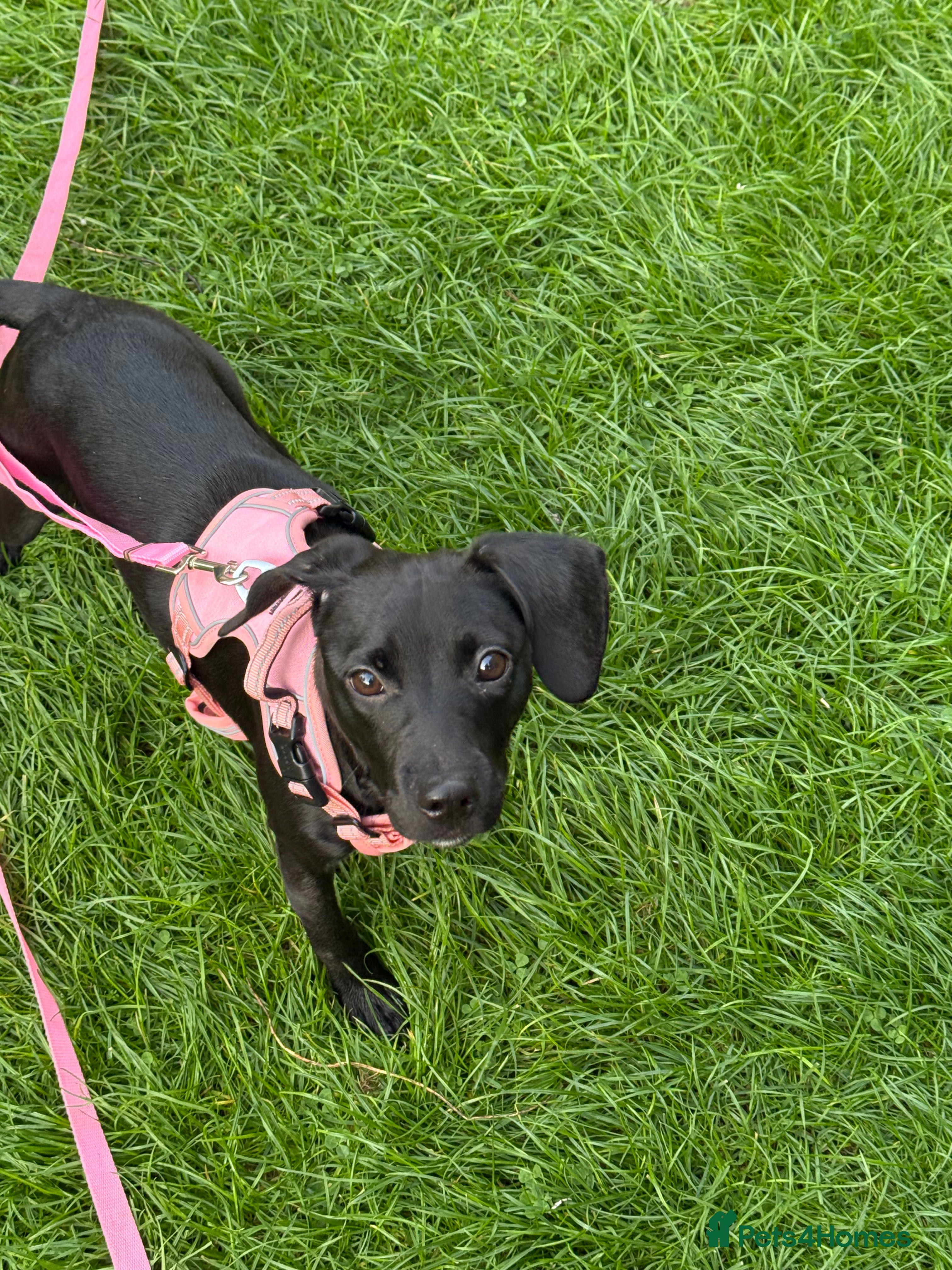 Mixed Breed dogs Beautiful little girl  - Advert 12