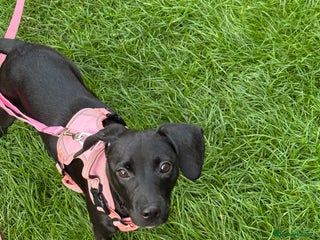 Mixed Breed dogs Beautiful little girl - Advert 8