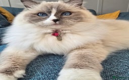 Ragdoll cats for sale: Pedigree ragdoll cats - Image 13