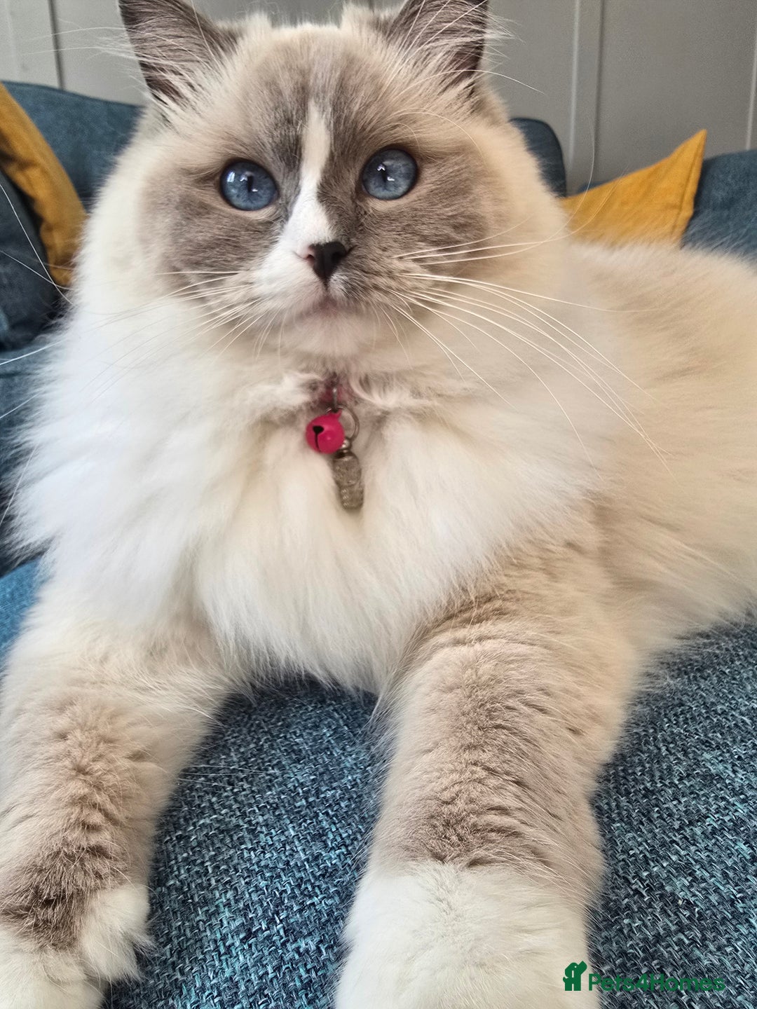 Ragdoll cats for sale: Pedigree ragdoll cats - Image 13