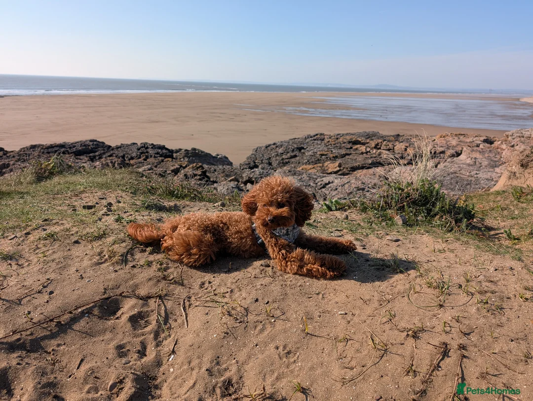 Toy Poodle dogs for stud: Handsome K.C Reg Red Toy poodle stud! - Advert 2
