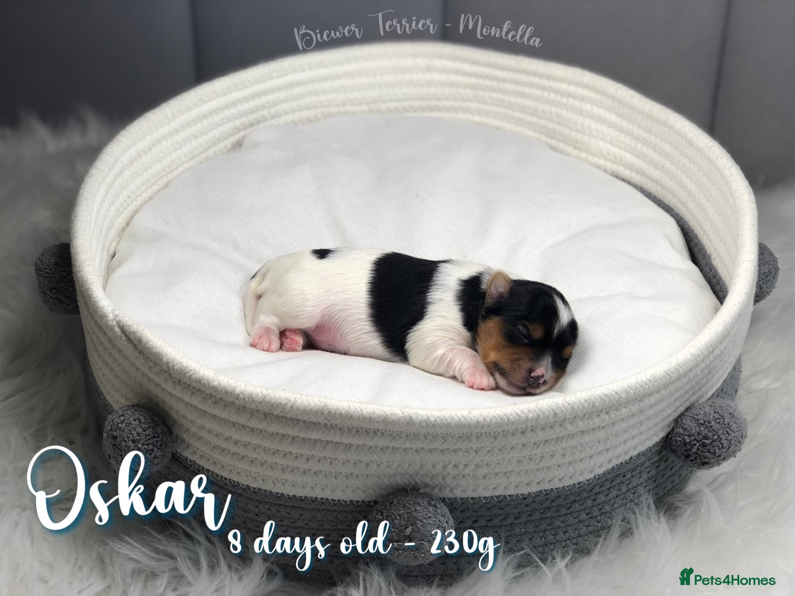 Biewer Terrier dogs Four Beautiful Biewer Terriers! - Advert 2