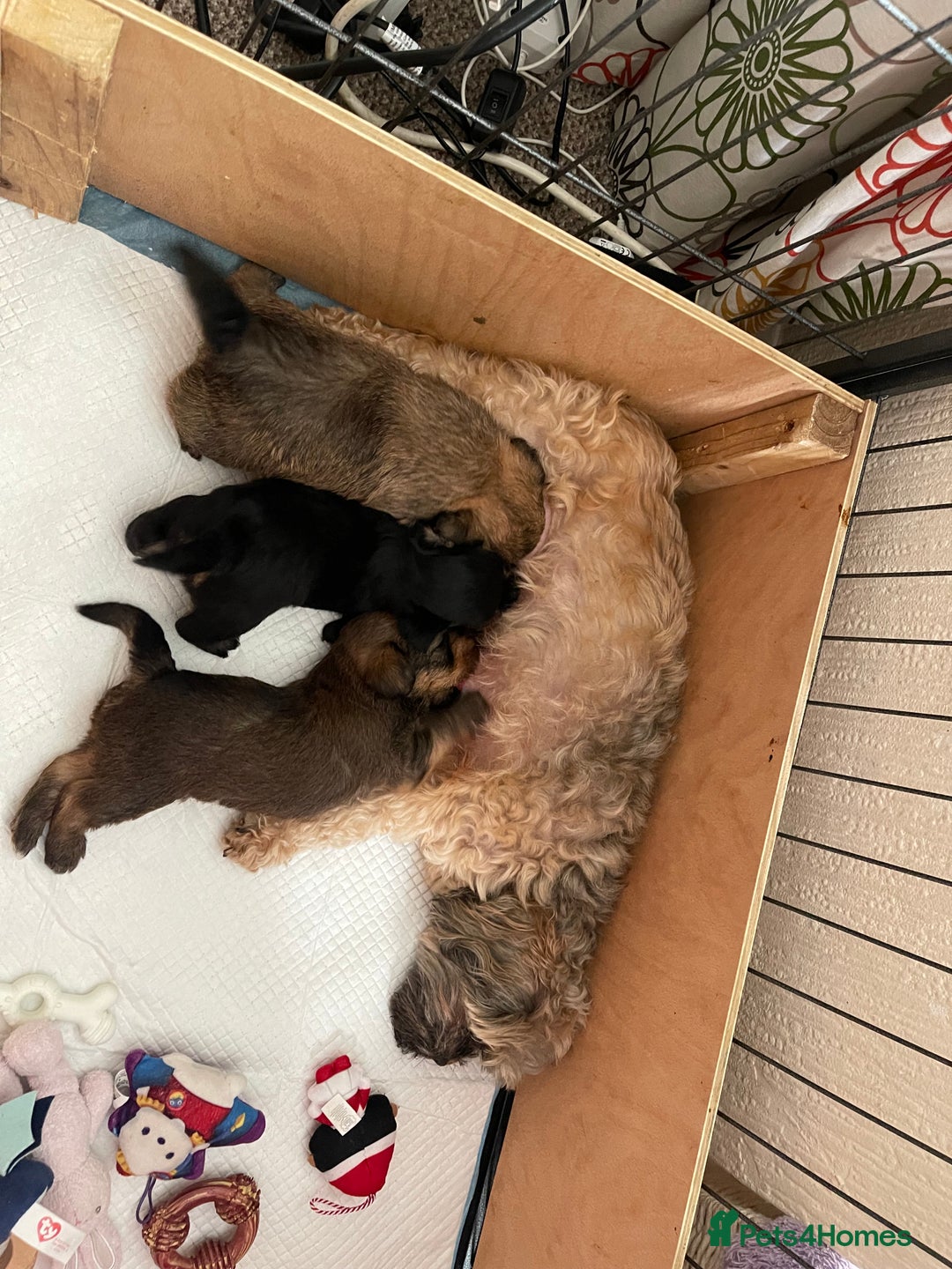 Mixed Breed dogs for sale: Adorable puppies - Image 12