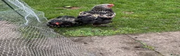 Chickens poultry for sale: : beautiful birdnd ,, inky I’m.  Sad but add km  - Advert 5