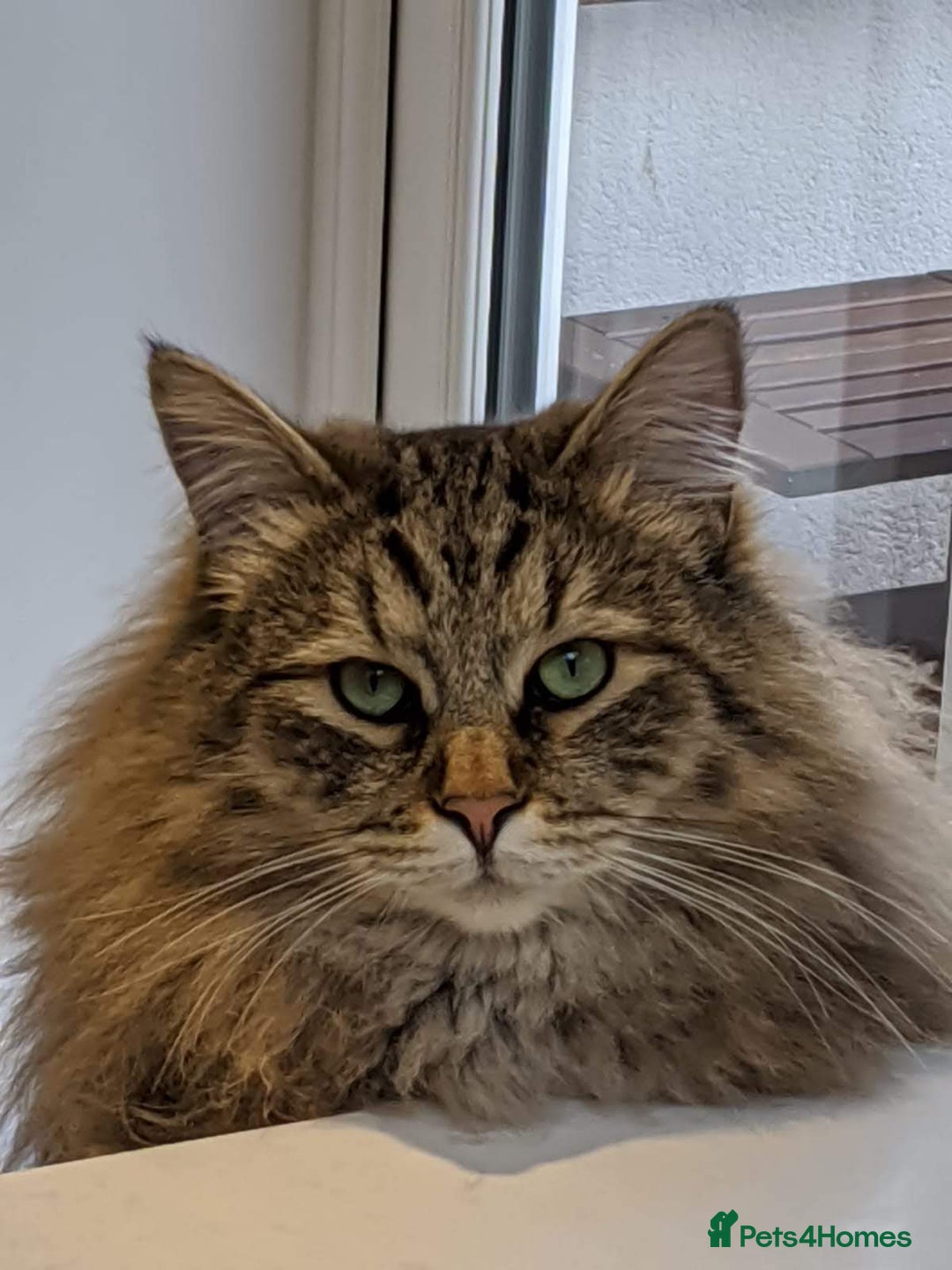 Siberian cats for sale: Siberian cat for sale - Advert 6