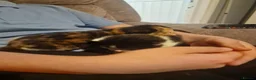 Mixed Breed cats for sale: 3 beautiful kittens for sale - Advert 9