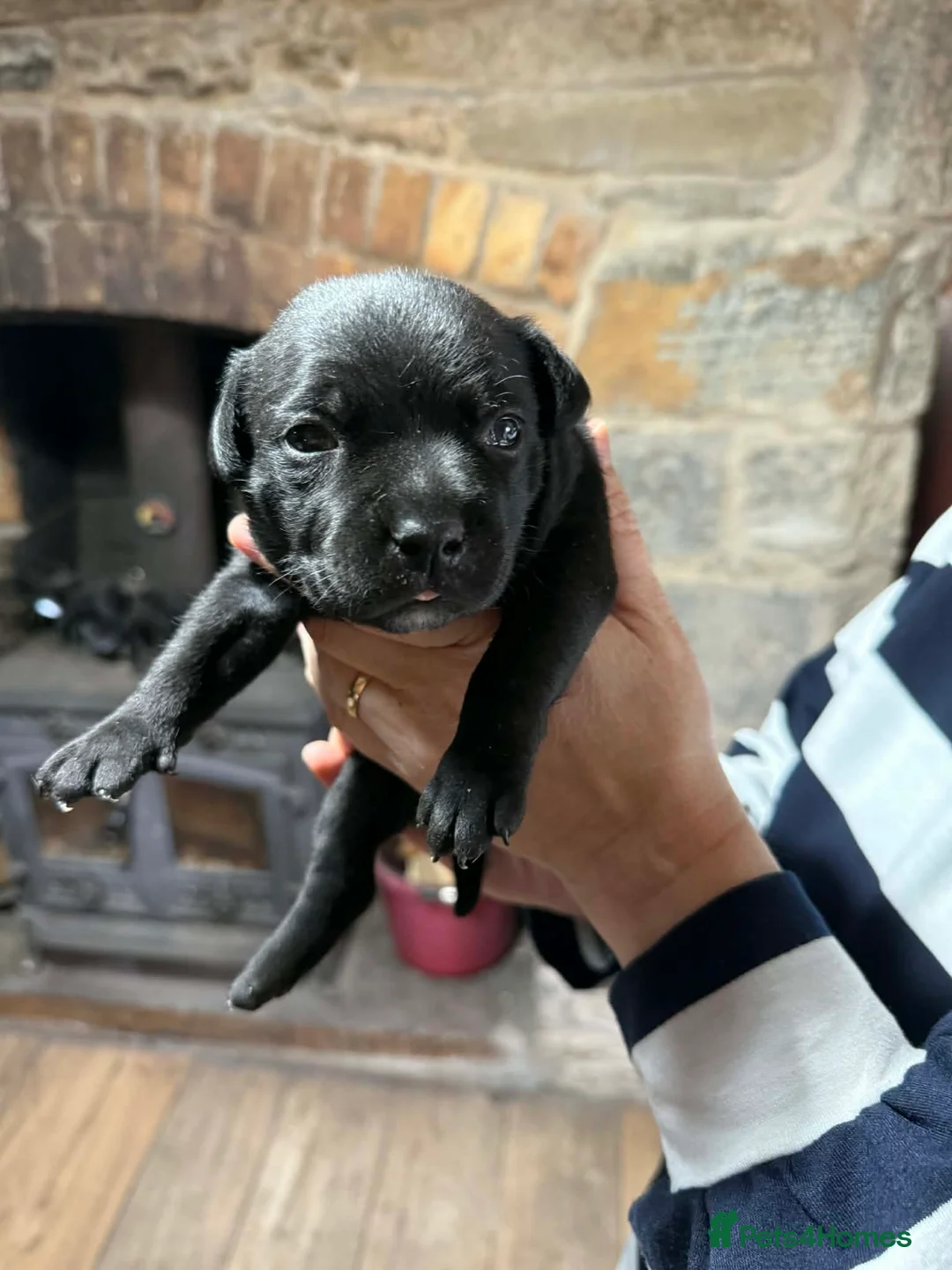 Staffordshire Bull Terrier dogs for sale: Staffordshire bull terrier - Advert 1