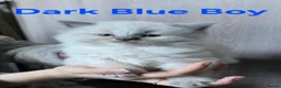 Ragdoll cats for sale: Six beautiful ragdoll kittens - Advert 4