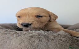 Golden Retriever dogs for sale: Beautiful Golden retriever puppies  - Image 13