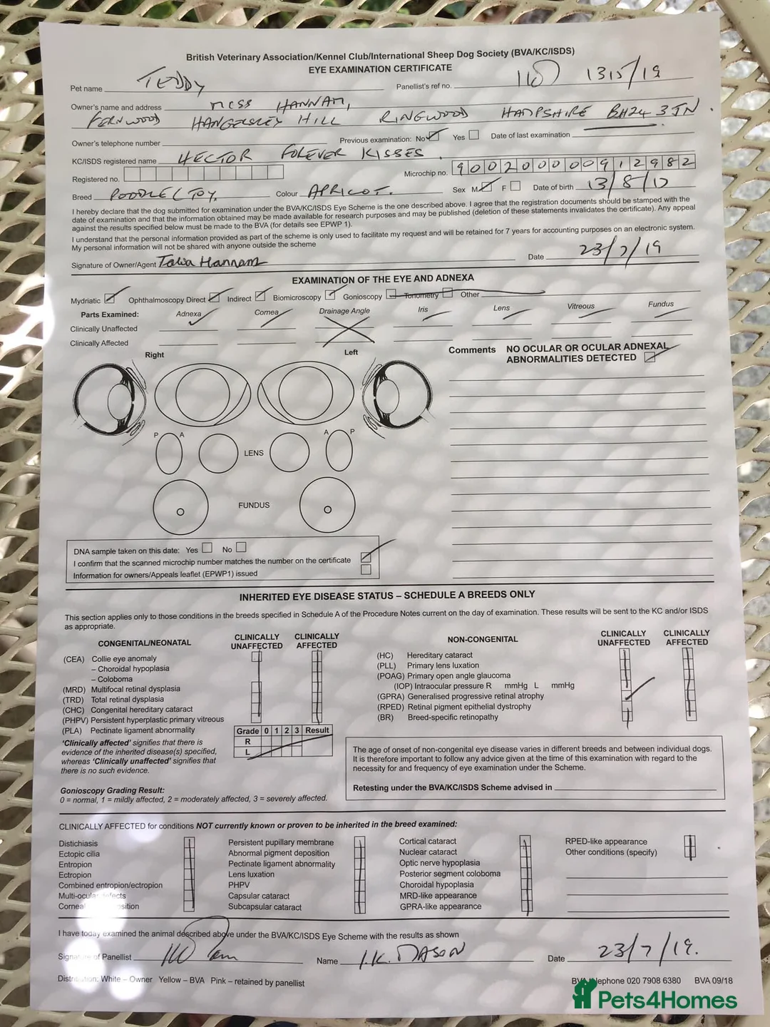 Toy Poodle dogs for stud: Champion Line KC Apricot Toy Poodle Stud in Ringwood - Advert 11
