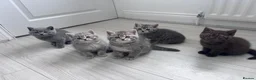 Scottish Fold cats for sale: British shorthair and Scottish straight mix  - Advert 14