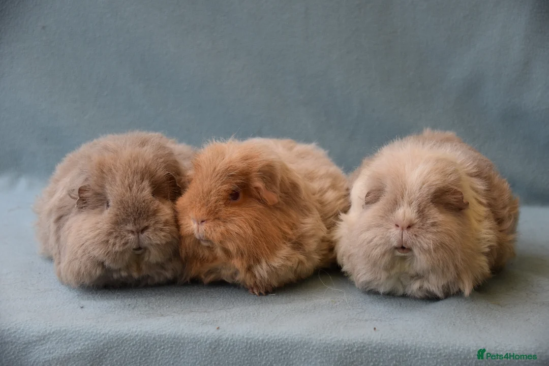 Guinea Pig rodents for sale: Longhared guinea pigs sows (2-3.5 years old) - Advert 2