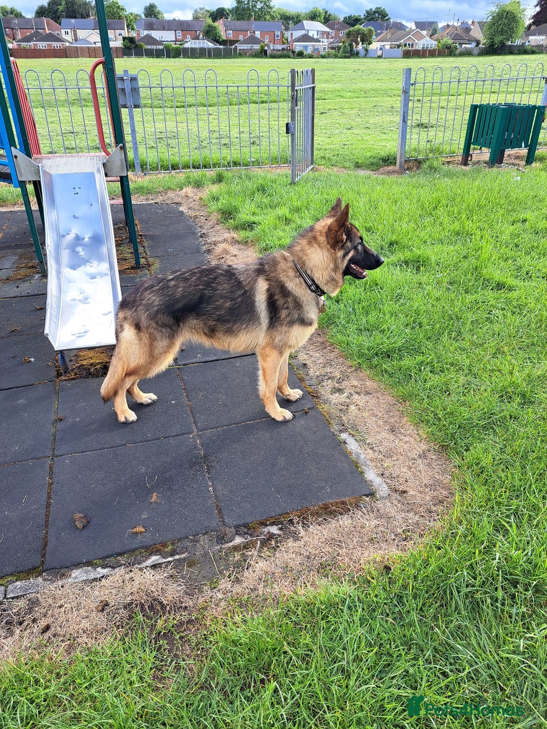 German Shepherd dogs for sale: Bella is looking for forever home - Image 9