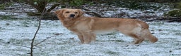 Golden Retriever dogs for stud: Dexx’s looking for a partner - Advert 9