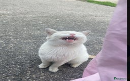 Ragdoll cats for sale: Rehoming cat FREE - Image 1