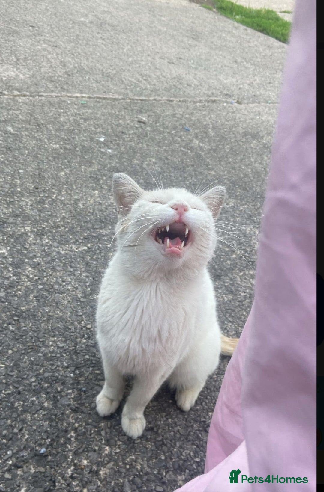 Ragdoll cats for sale: Rehoming cat FREE - Image 1