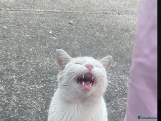 Ragdoll cats - Advert 7