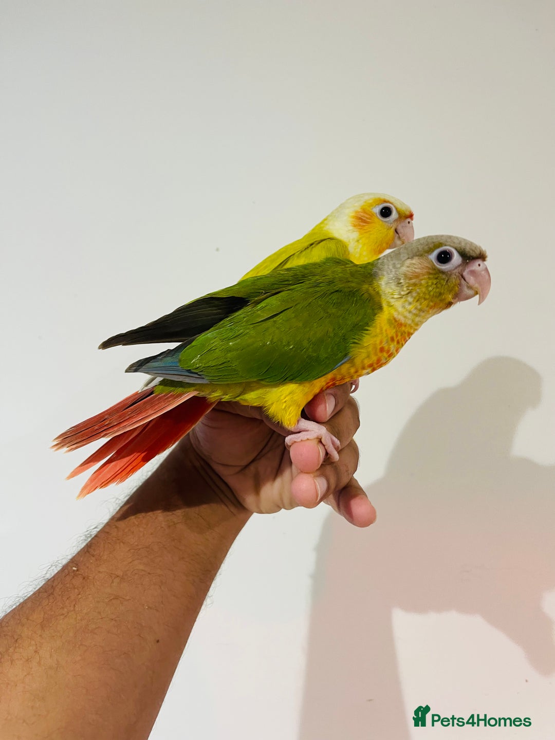 Conures birds for sale: Hand reared conures for sale - Image 7