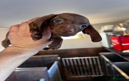 Miniature Dachshund dogs for sale: Miniature dachshund  - Image 16