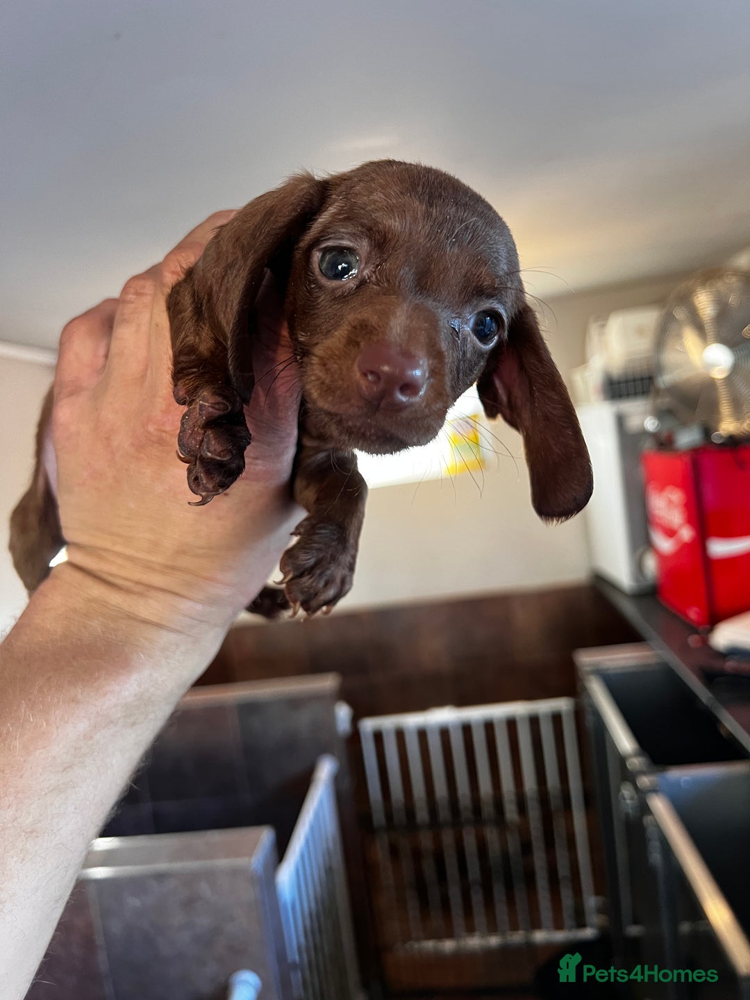 Miniature Dachshund dogs for sale: Miniature dachshund  - Image 16
