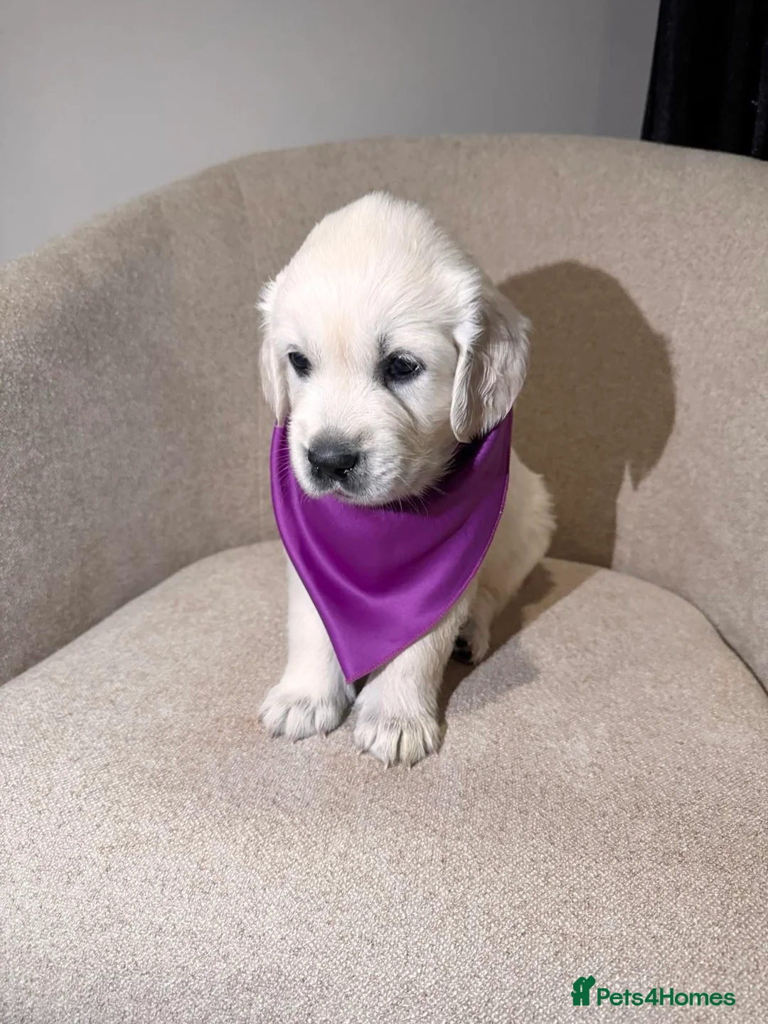 Golden Retriever dogs for sale: Exceptional Show Champion Litter   - Advert 1