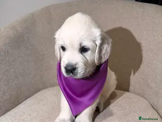 Golden Retriever dogs Exceptional Show Champion Litter - Advert 4