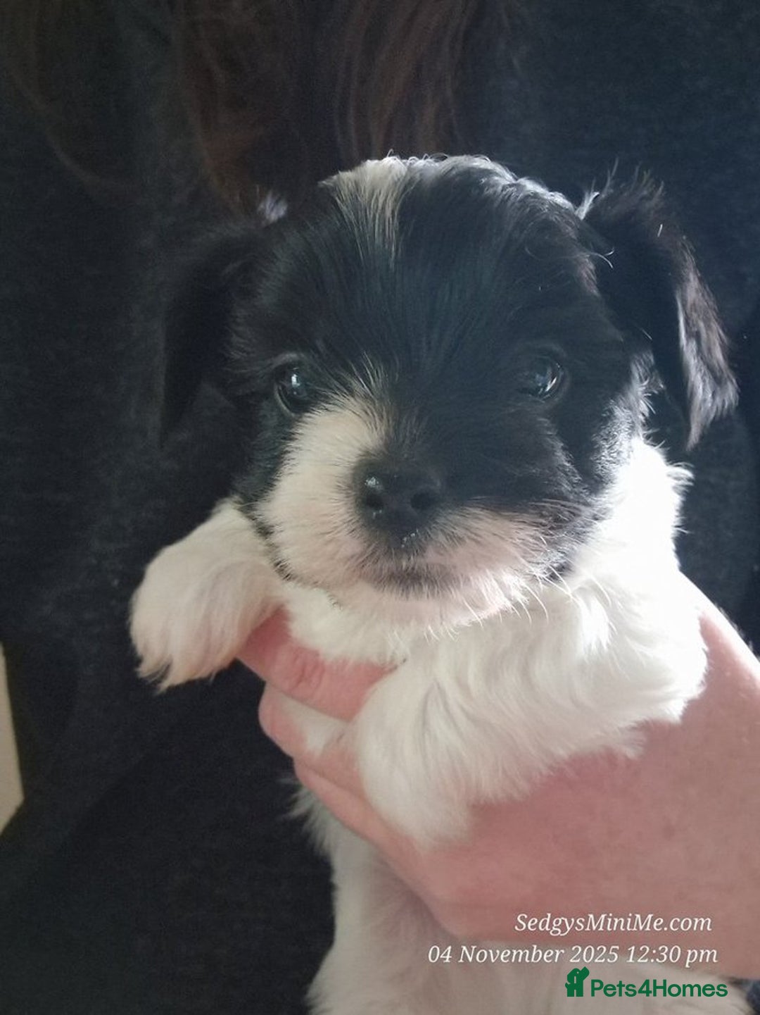 Mixed Breed dogs for sale: Male BieChi Biewer Terrier x Chihuahua pup  - Advert 6