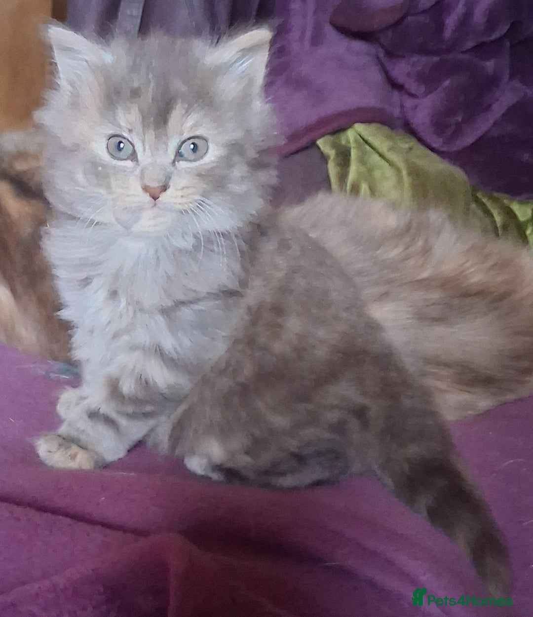 Mixed Breed cats for sale: AWESOME FLUFFY CHUNKY NORWEGIAN FOREST CAT X - Advert 25