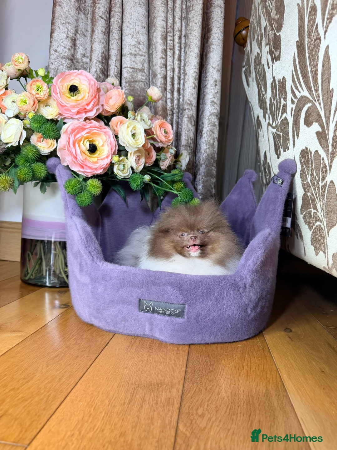 Pomeranian dogs for sale: Cute Pomeranian Boys and Girls  - Advert 34