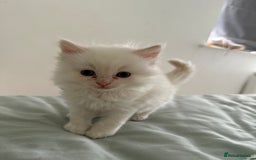 Ragdoll cats for sale: 8 ragdoll kittens, flame point, seal & blue point - Image 4