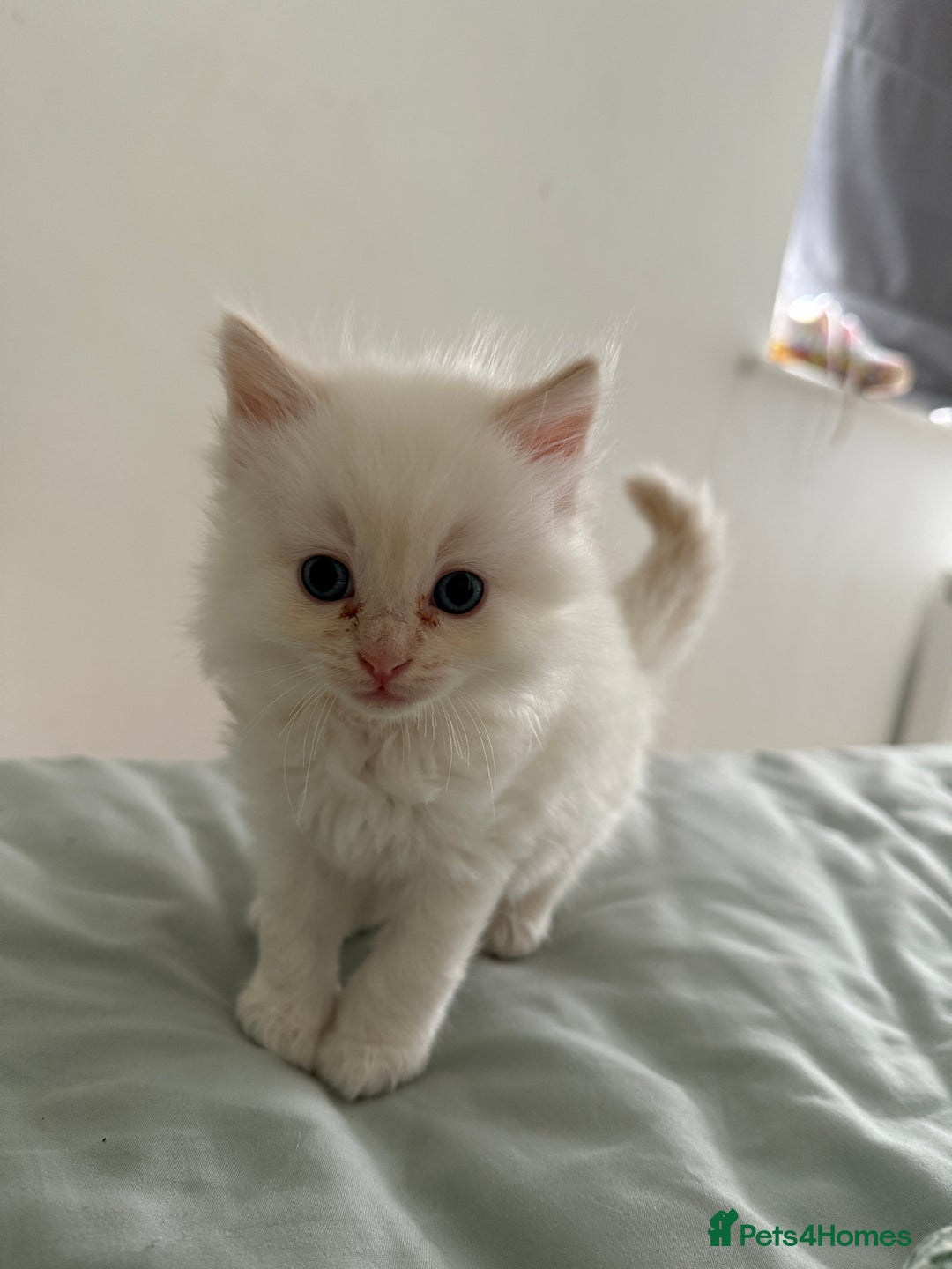 Ragdoll cats for sale: 8 ragdoll kittens, flame point, seal & blue point - Image 4