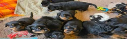 Rottweiler dogs for sale: Health tested Rottweiler puppy’s for sale  - Advert 5