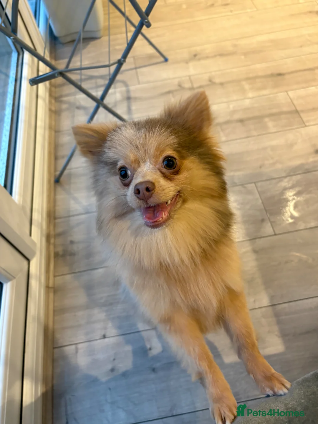 Pomeranian dogs for sale:  **  Pomeranian merle lilac  in Accrington - Advert 2