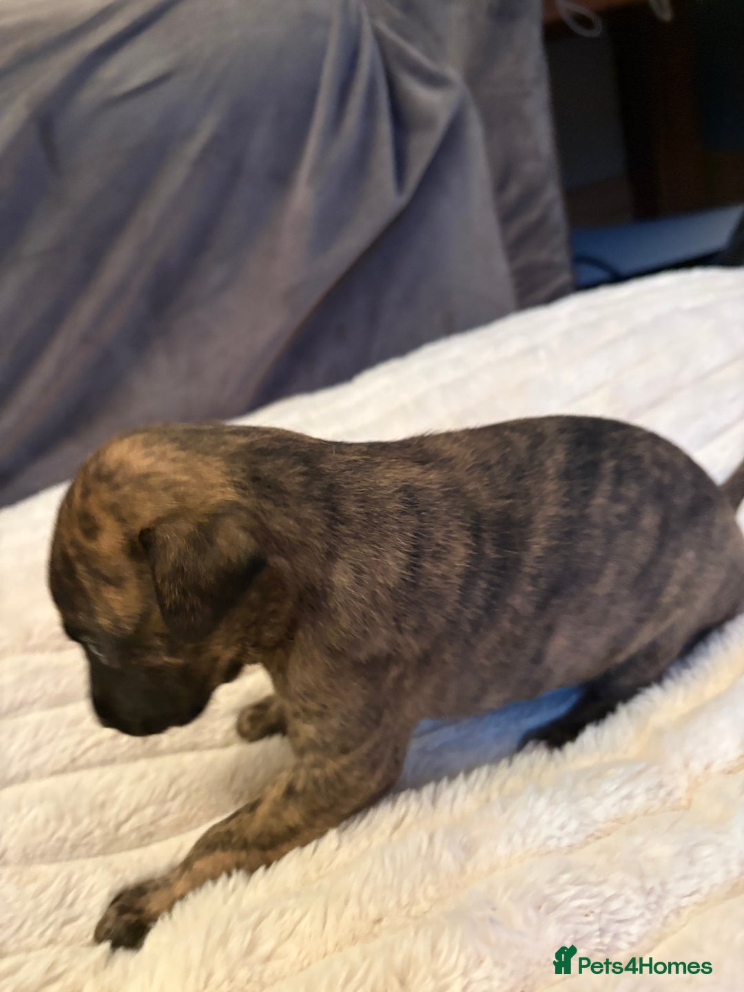 Whippet dogs for sale: Whippet Puppies - Advert 12