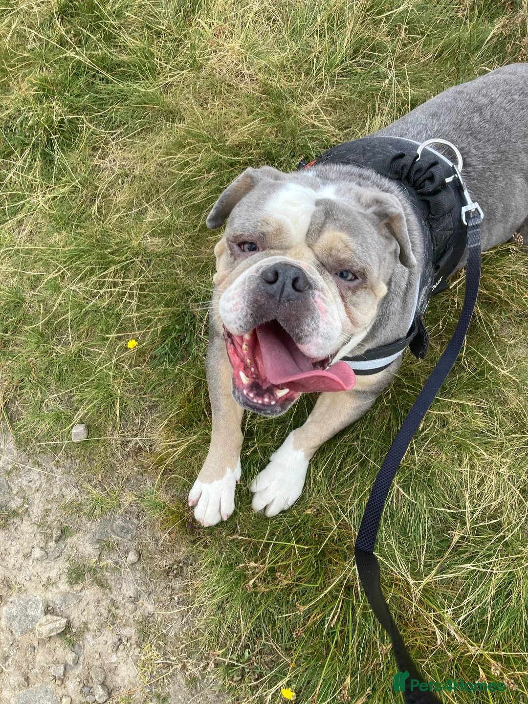 English Bulldog dogs for sale: 3 years old female - Advert 1