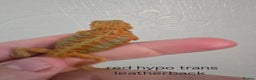 Bearded Dragon reptiles for sale: Variety of bearded dragon babies  - Advert 4
