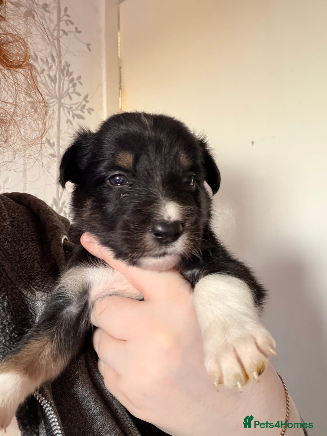 Border Collie dogs for sale: Border collie pups for sale  - Advert 6