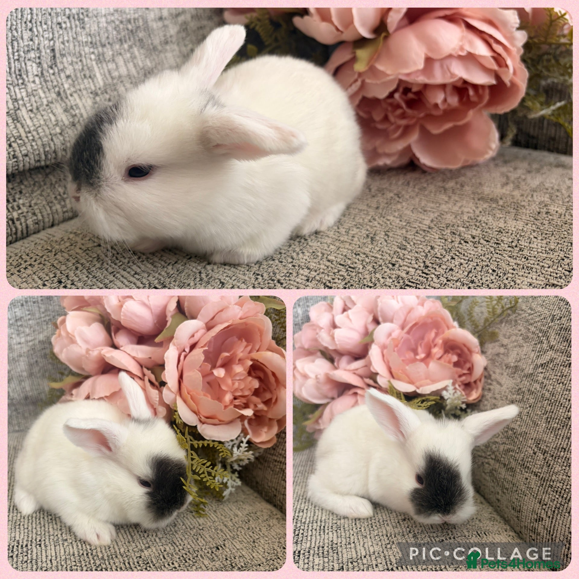 Mini Lop rabbits Mixed litter of adorable mini lops - Advert 1