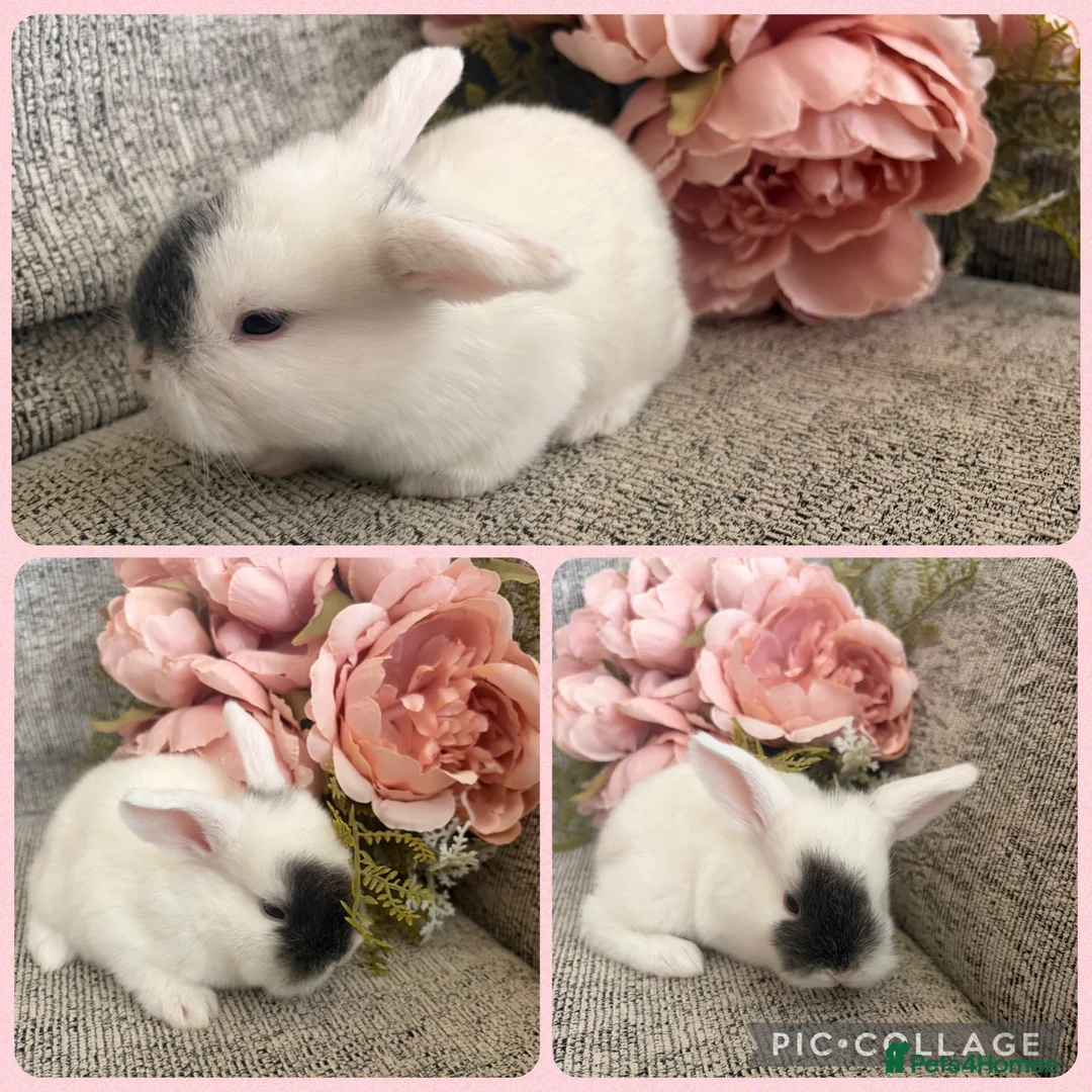 Mini Lop rabbits for sale: Mixed litter of adorable mini lops - Advert 6