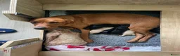 Labrador Retriever dogs for sale: 4 KC Registered Labrador Dog pups - Advert 12