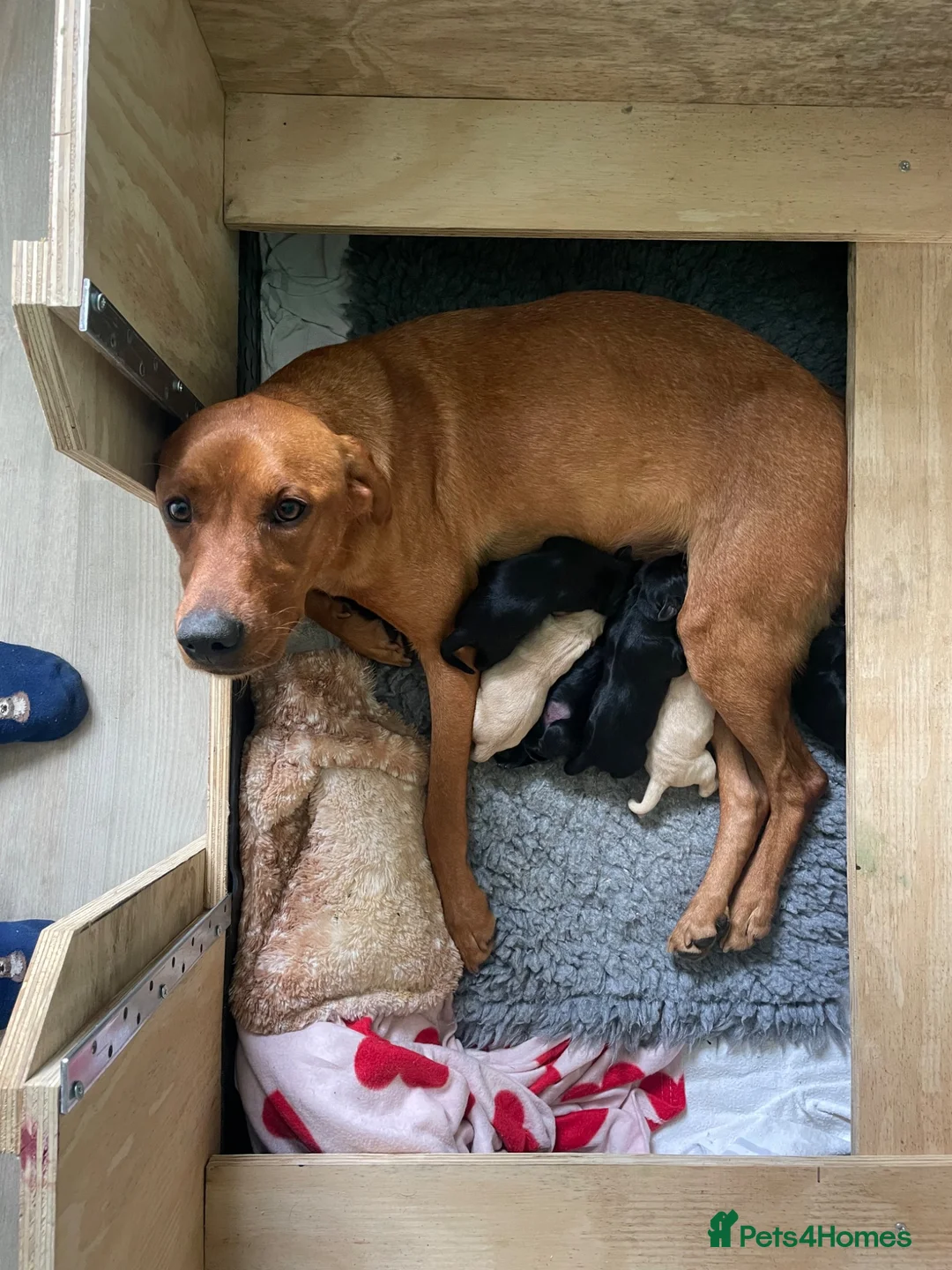 Labrador Retriever dogs for sale: 4 KC Registered Labrador Dog pups - Advert 12