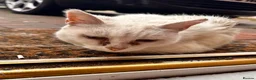 Mixed Breed cats for sale: RESCUE NEEDED!! PLEASE READ - Advert 1