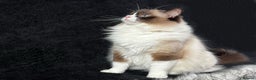 Ragdoll cats for sale: Ragdoll female ACTIVE GCCF registered  - Advert 3