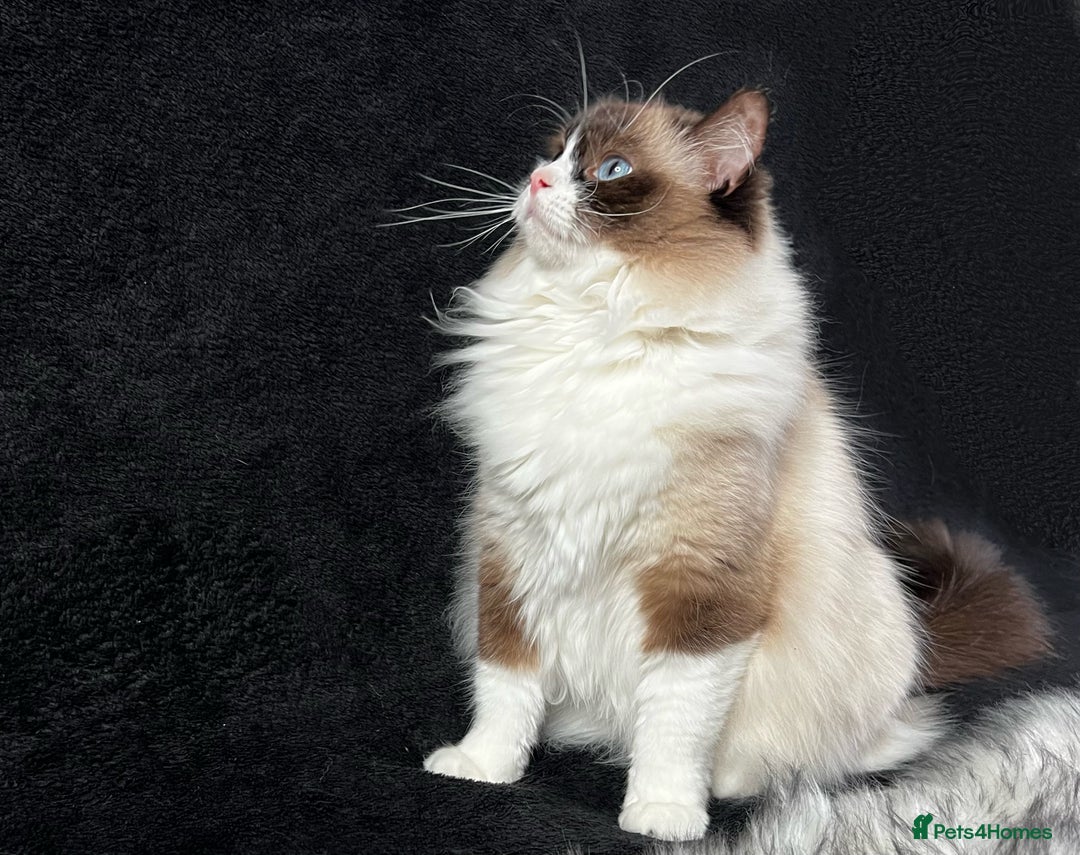 Ragdoll cats for sale: Ragdoll female ACTIVE GCCF registered  - Advert 3