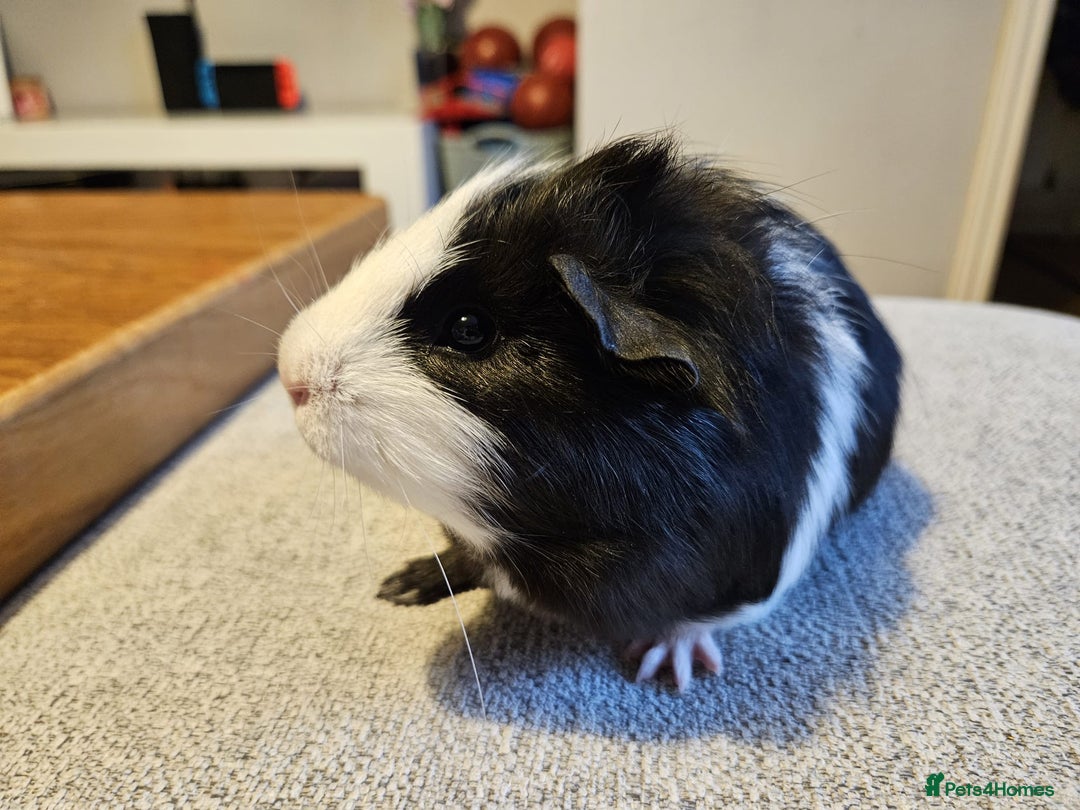 Guinea Pig rodents for sale: Baby boy Guinea pig looking for forever home.  - Image 6